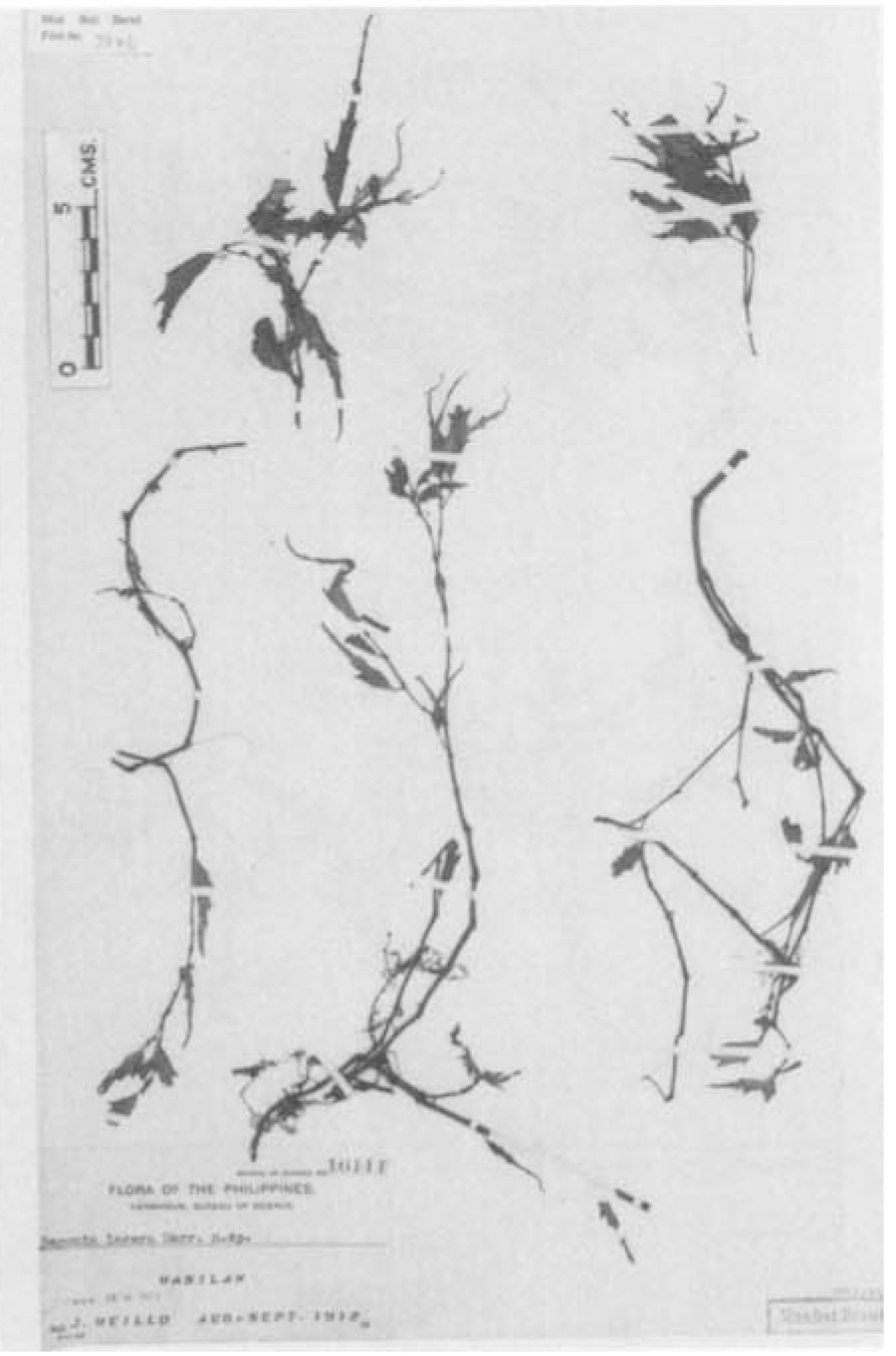 B. lacera